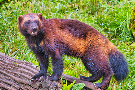 wolverine 2 graphic